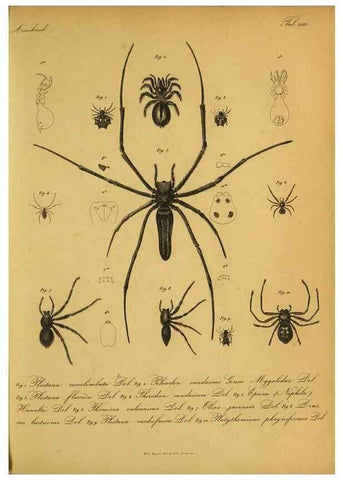 Reproducción/Reproduction 9599519052: Bijdrage tot de kennis der arachniden van den Indischen archipel.. Batavia,1857-[1859]