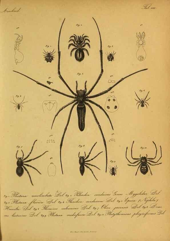 Reproducción/Reproduction 9599519052: Bijdrage tot de kennis der arachniden van den Indischen archipel.. Batavia,1857-[1859]