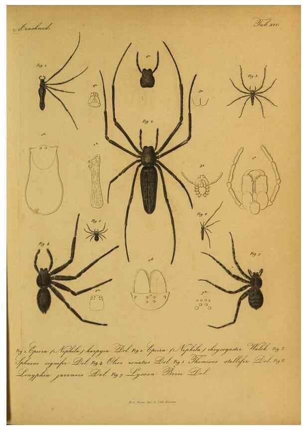 Reproducción/Reproduction 9599519720: Bijdrage tot de kennis der arachniden van den Indischen archipel.. Batavia,1857-[1859]