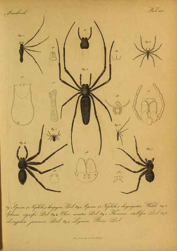 Reproducción/Reproduction 9599519720: Bijdrage tot de kennis der arachniden van den Indischen archipel.. Batavia,1857-[1859]