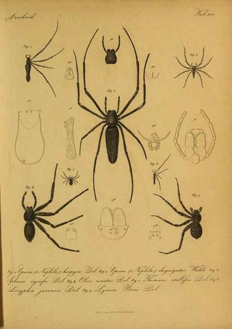 Reproducción/Reproduction 9599519720: Bijdrage tot de kennis der arachniden van den Indischen archipel.. Batavia,1857-[1859]