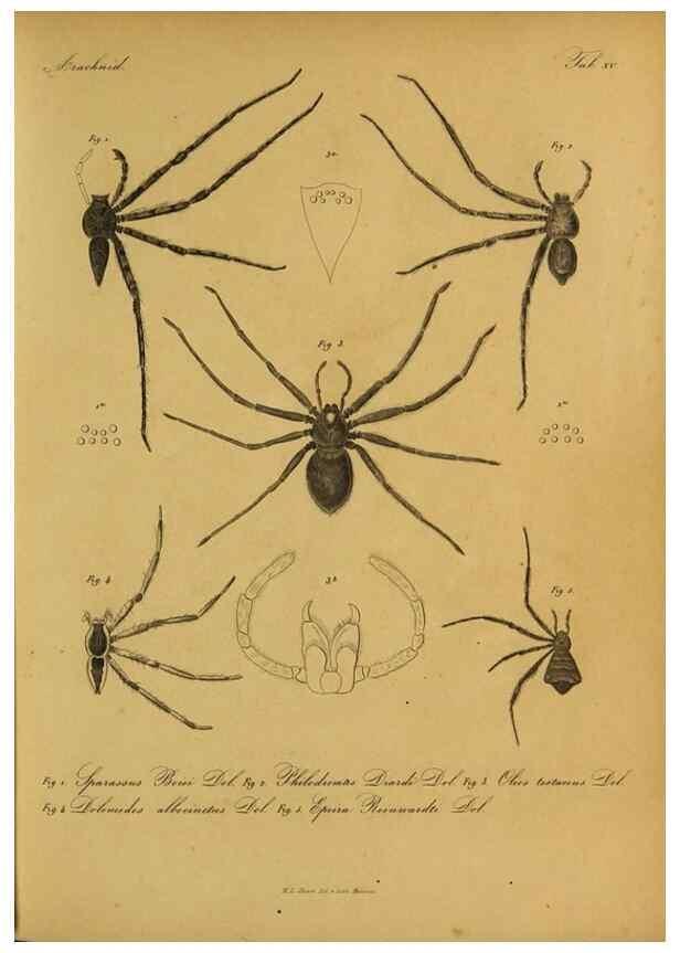 Reproducción/Reproduction 9599520480: Bijdrage tot de kennis der arachniden van den Indischen archipel.. Batavia,1857-[1859]