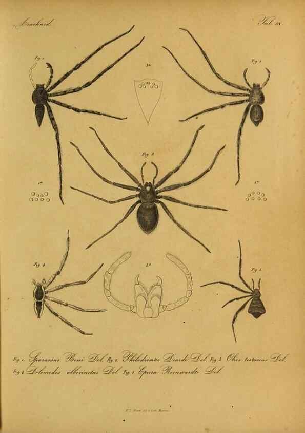 Reproducción/Reproduction 9599520480: Bijdrage tot de kennis der arachniden van den Indischen archipel.. Batavia,1857-[1859]