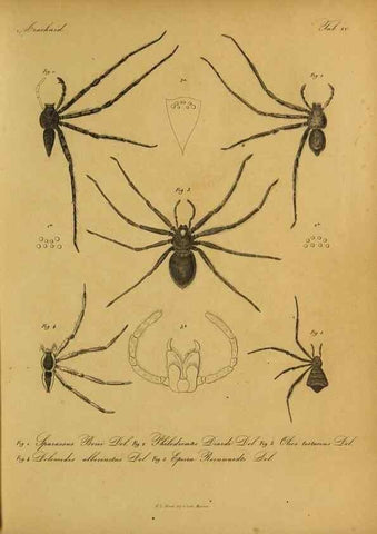 Reproducción/Reproduction 9599520480: Bijdrage tot de kennis der arachniden van den Indischen archipel.. Batavia,1857-[1859]
