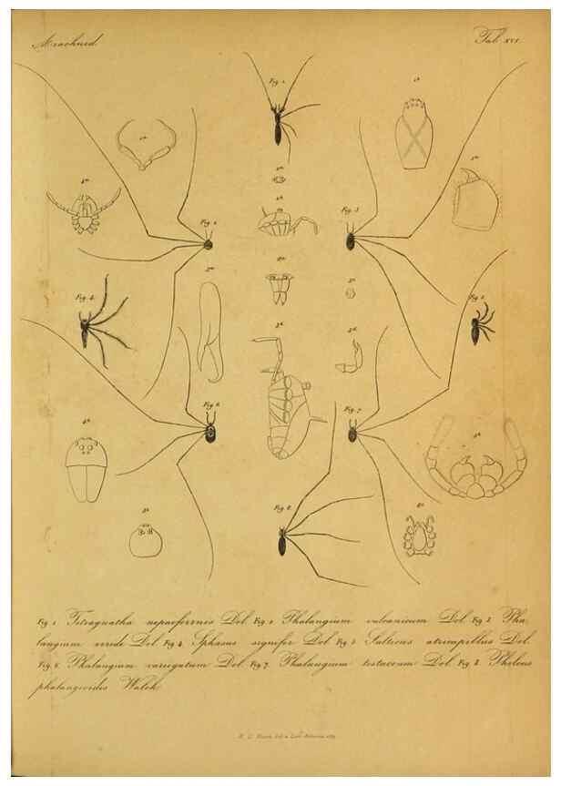 Reproducción/Reproduction 9599521128: Bijdrage tot de kennis der arachniden van den Indischen archipel.. Batavia,1857-[1859]