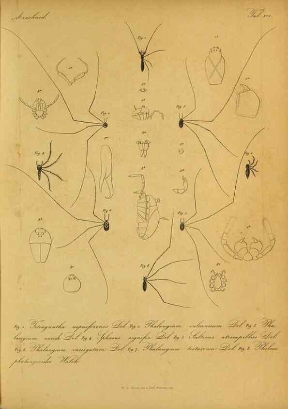 Reproducción/Reproduction 9599521128: Bijdrage tot de kennis der arachniden van den Indischen archipel.. Batavia,1857-[1859]