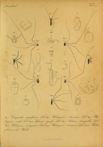 Reproducción/Reproduction 9599521128: Bijdrage tot de kennis der arachniden van den Indischen archipel.. Batavia,1857-[1859]