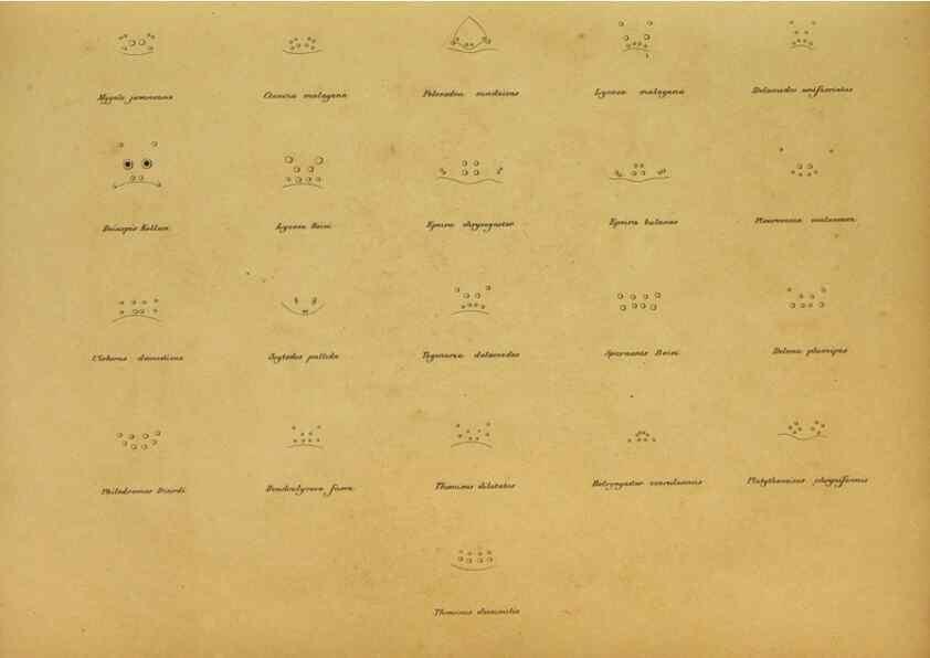 Reproducción/Reproduction 9596729937: Bijdrage tot de kennis der arachniden van den Indischen archipel.. Batavia,1857-[1859]