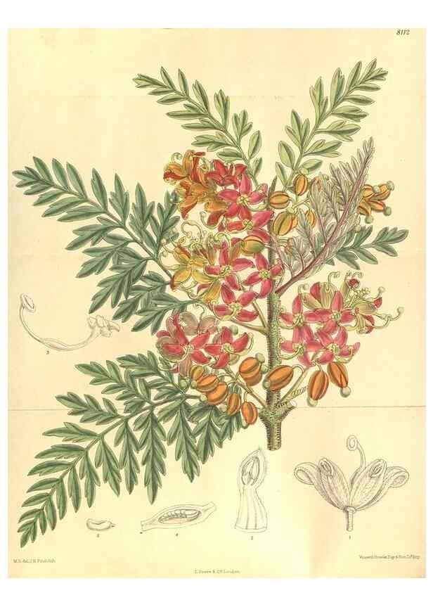 Reproducción/Reproduction 9598020077: Curtis's botanical magazine.. London ;New York [etc.] :Academic Press [etc.]