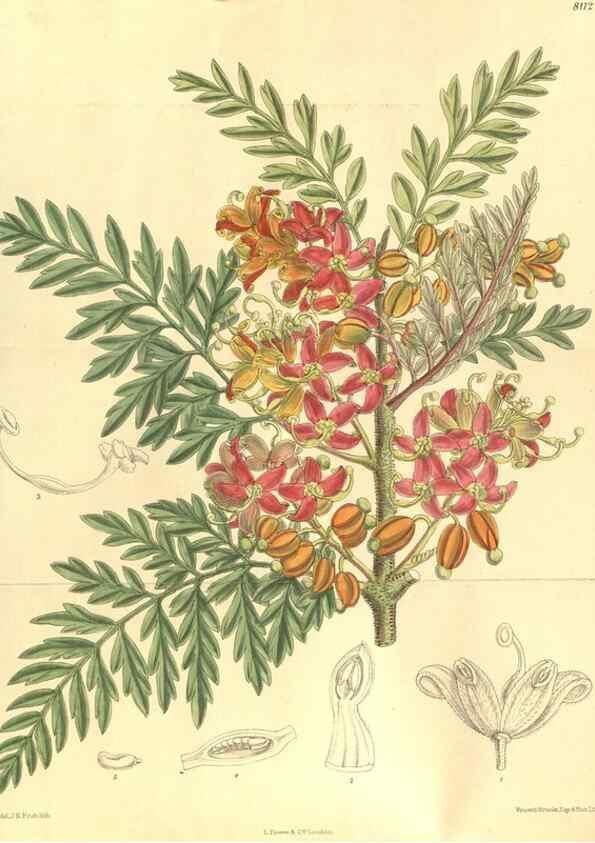Reproducción/Reproduction 9598020077: Curtis's botanical magazine.. London ;New York [etc.] :Academic Press [etc.]