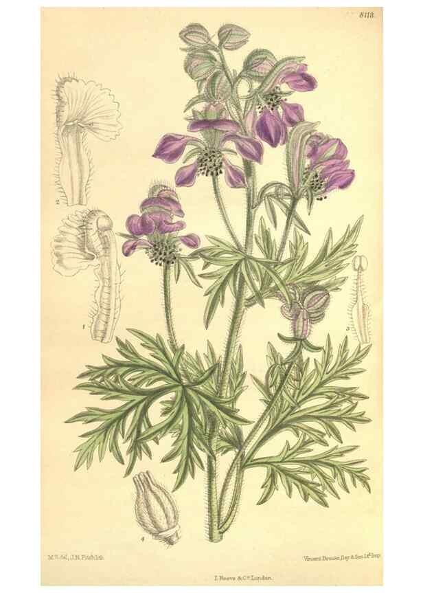Reproducción/Reproduction 9600814846: Curtis's botanical magazine.. London ;New York [etc.] :Academic Press [etc.]