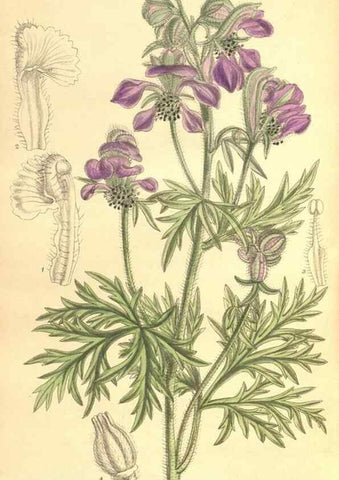 Reproducción/Reproduction 9600814846: Curtis's botanical magazine.. London ;New York [etc.] :Academic Press [etc.]