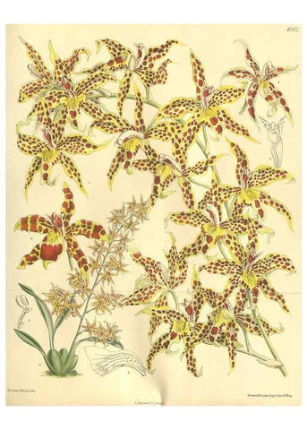 Reproducción/Reproduction 9598113469: Curtis's botanical magazine.. London ;New York [etc.] :Academic Press [etc.]