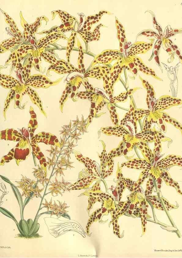 Reproducción/Reproduction 9598113469: Curtis's botanical magazine.. London ;New York [etc.] :Academic Press [etc.]