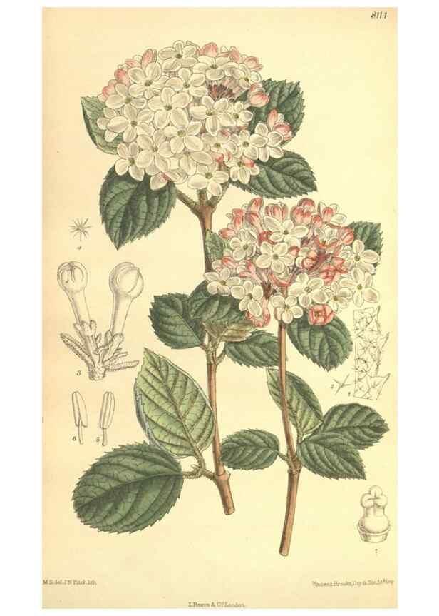 Reproducción/Reproduction 9600818096: Curtis's botanical magazine.. London ;New York [etc.] :Academic Press [etc.]