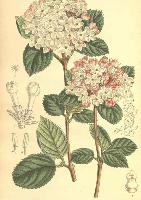 Reproducción/Reproduction 9600818096: Curtis's botanical magazine.. London ;New York [etc.] :Academic Press [etc.]