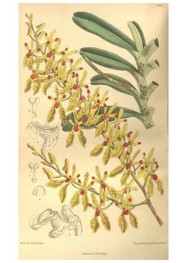 Reproducción/Reproduction 9598032855: Curtis's botanical magazine.. London ;New York [etc.] :Academic Press [etc.]