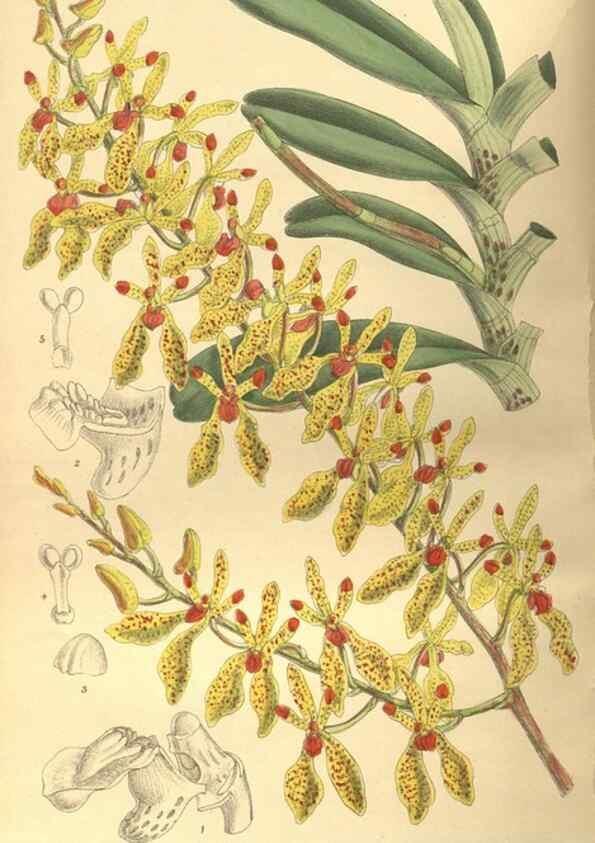 Reproducción/Reproduction 9598032855: Curtis's botanical magazine.. London ;New York [etc.] :Academic Press [etc.]