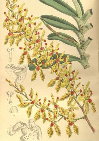 Reproducción/Reproduction 9598032855: Curtis's botanical magazine.. London ;New York [etc.] :Academic Press [etc.]