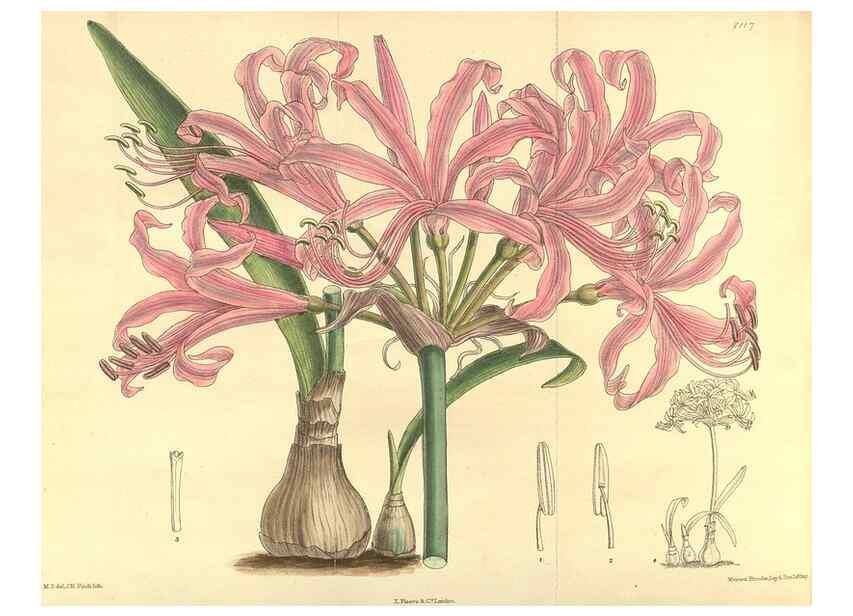 Reproducción/Reproduction 9600826774: Curtis's botanical magazine.. London ;New York [etc.] :Academic Press [etc.]