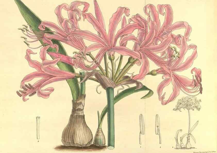 Reproducción/Reproduction 9600826774: Curtis's botanical magazine.. London ;New York [etc.] :Academic Press [etc.]