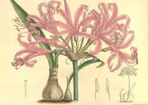 Reproducción/Reproduction 9600826774: Curtis's botanical magazine.. London ;New York [etc.] :Academic Press [etc.]