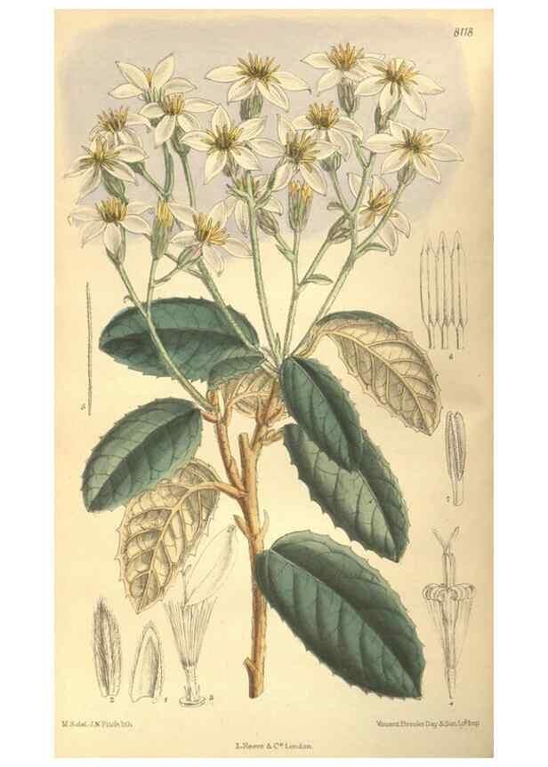 Reproducción/Reproduction 9600830248: Curtis's botanical magazine.. London ;New York [etc.] :Academic Press [etc.]