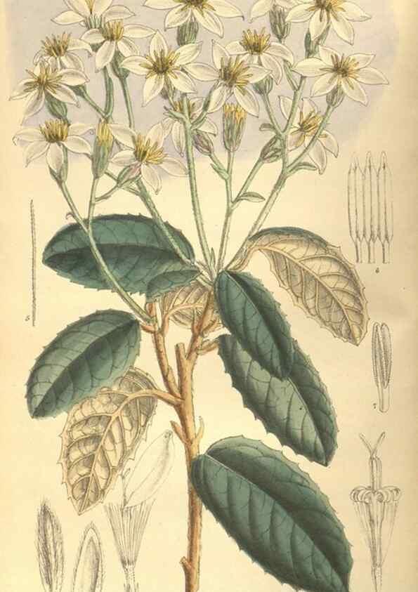 Reproducción/Reproduction 9600830248: Curtis's botanical magazine.. London ;New York [etc.] :Academic Press [etc.]