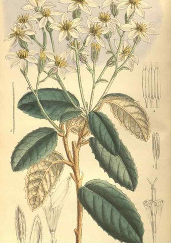 Reproducción/Reproduction 9600830248: Curtis's botanical magazine.. London ;New York [etc.] :Academic Press [etc.]