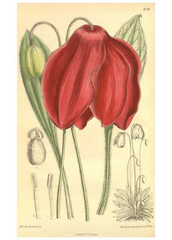Reproducción/Reproduction 9600834308: Curtis's botanical magazine.. London ;New York [etc.] :Academic Press [etc.]