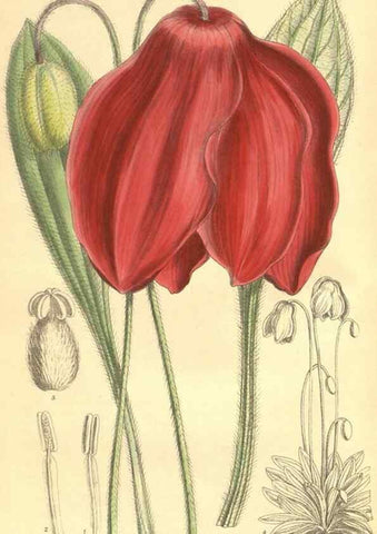 Reproducción/Reproduction 9600834308: Curtis's botanical magazine.. London ;New York [etc.] :Academic Press [etc.]