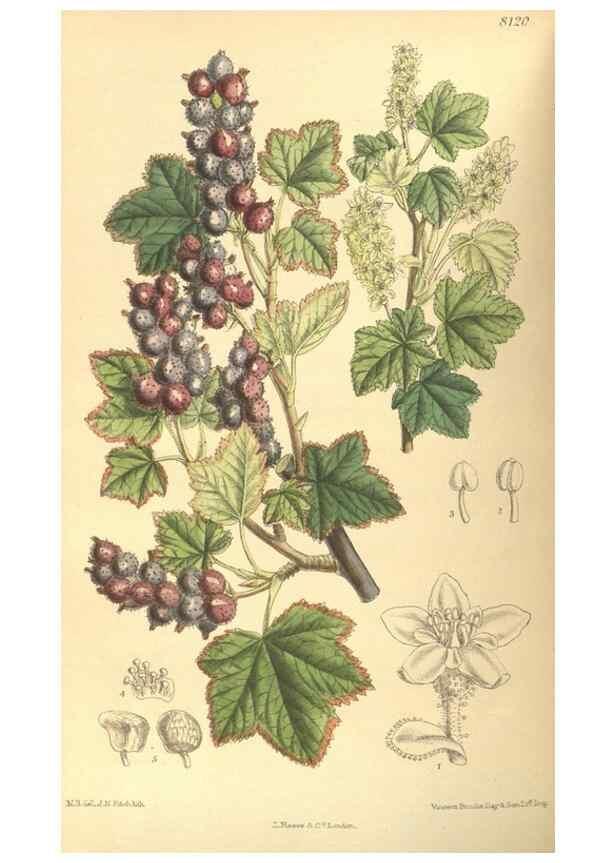 Reproducción/Reproduction 9600839018: Curtis's botanical magazine.. London ;New York [etc.] :Academic Press [etc.]