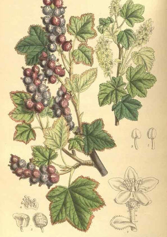 Reproducción/Reproduction 9600839018: Curtis's botanical magazine.. London ;New York [etc.] :Academic Press [etc.]