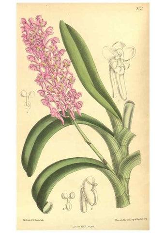 Reproducción/Reproduction 9600842170: Curtis's botanical magazine.. London ;New York [etc.] :Academic Press [etc.]