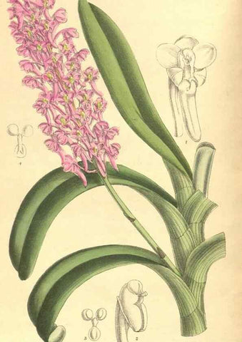 Reproducción/Reproduction 9600842170: Curtis's botanical magazine.. London ;New York [etc.] :Academic Press [etc.]