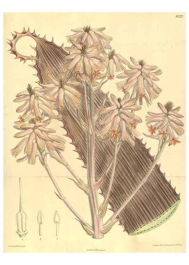 Reproducción/Reproduction 9598054009: Curtis's botanical magazine.. London ;New York [etc.] :Academic Press [etc.]
