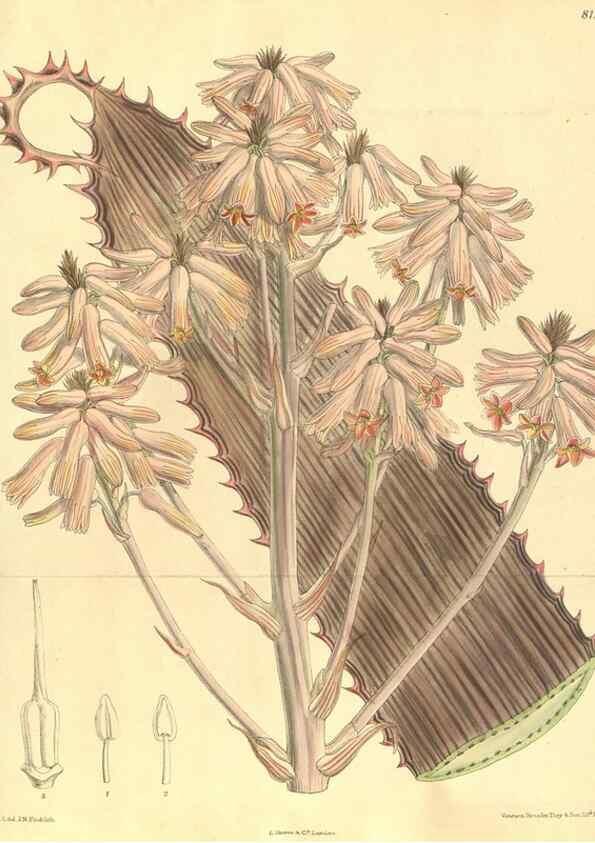 Reproducción/Reproduction 9598054009: Curtis's botanical magazine.. London ;New York [etc.] :Academic Press [etc.]