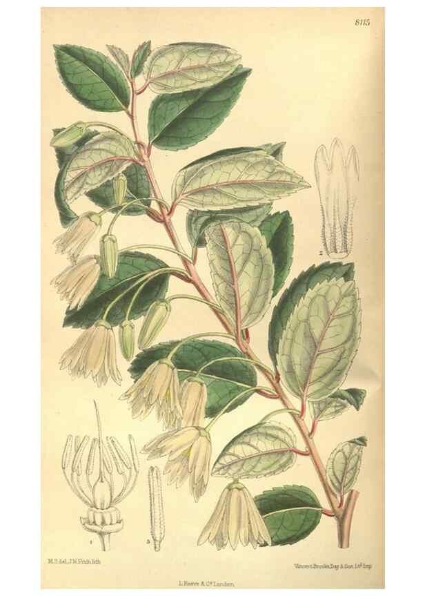 Reproducción/Reproduction 9600821074: Curtis's botanical magazine.. London ;New York [etc.] :Academic Press [etc.]