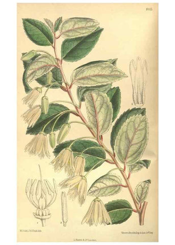 Reproducción/Reproduction 9600821074: Curtis's botanical magazine.. London ;New York [etc.] :Academic Press [etc.]