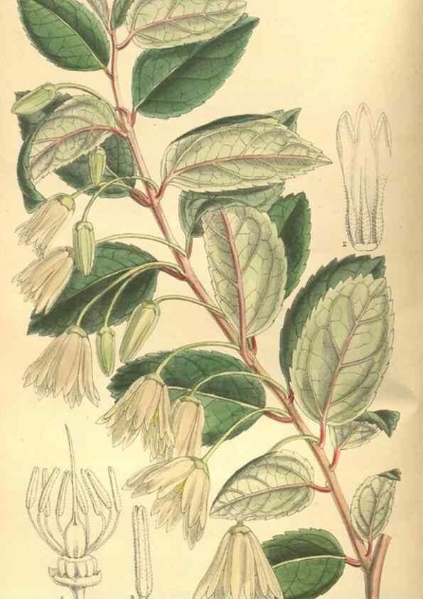 Reproducción/Reproduction 9600821074: Curtis's botanical magazine.. London ;New York [etc.] :Academic Press [etc.]
