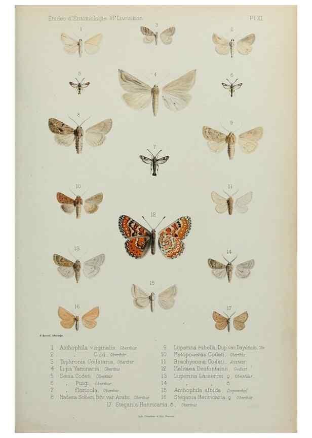 Reproducción/Reproduction 9604573677: Études d'entomologie :. Rennes :Imprimerie Oberthür,[1876]-1902.