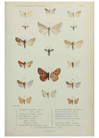 Reproducción/Reproduction 9604573677: Études d'entomologie :. Rennes :Imprimerie Oberthür,[1876]-1902.