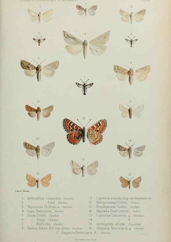 Reproducción/Reproduction 9604573677: Études d'entomologie :. Rennes :Imprimerie Oberthür,[1876]-1902.