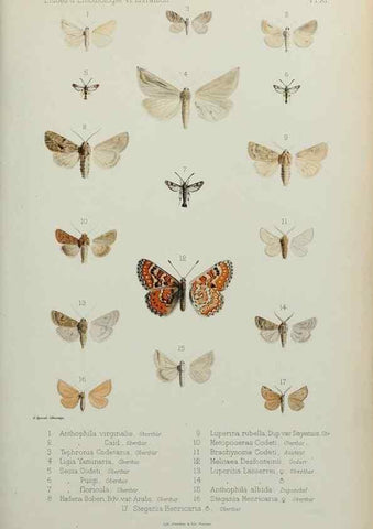 Reproducción/Reproduction 9604573677: Études d'entomologie :. Rennes :Imprimerie Oberthür,[1876]-1902.