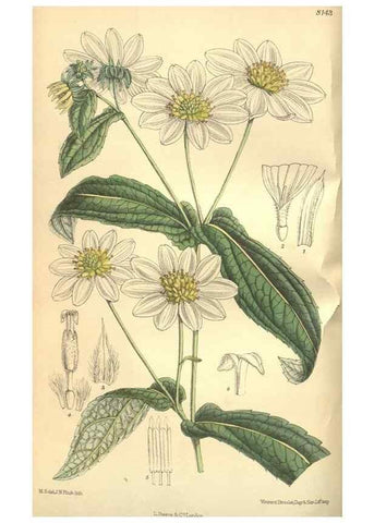 Reproducción/Reproduction 9598116371: Curtis's botanical magazine.. London ;New York [etc.] :Academic Press [etc.]