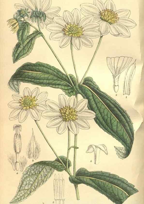 Reproducción/Reproduction 9598116371: Curtis's botanical magazine.. London ;New York [etc.] :Academic Press [etc.]