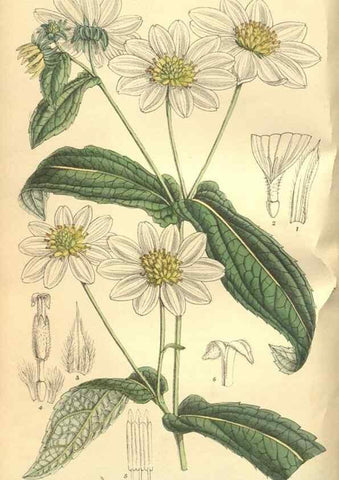 Reproducción/Reproduction 9598116371: Curtis's botanical magazine.. London ;New York [etc.] :Academic Press [etc.]