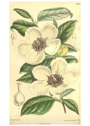 Reproducción/Reproduction 9600915318: Curtis's botanical magazine.. London ;New York [etc.] :Academic Press [etc.]