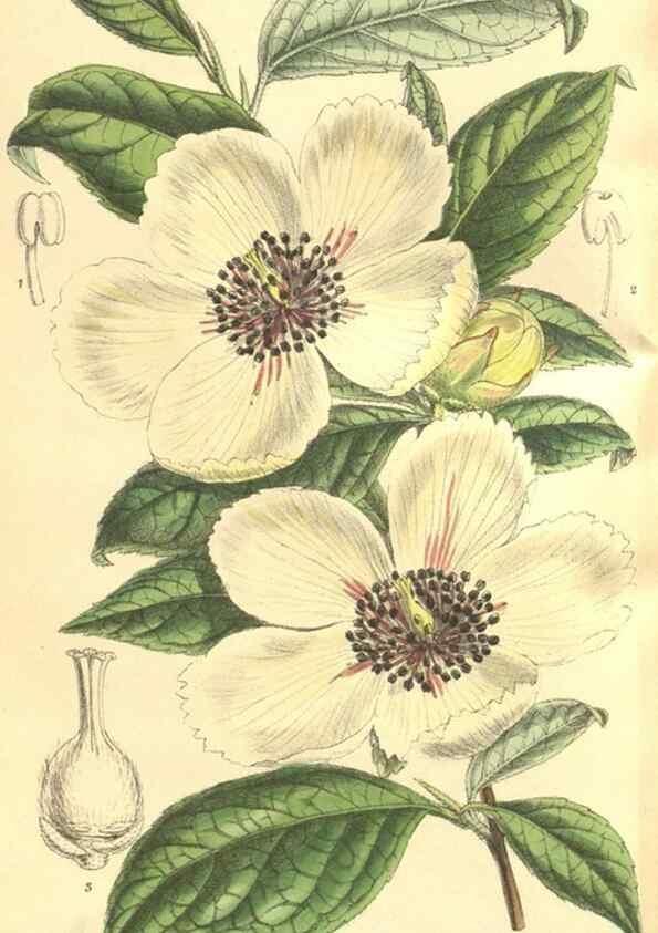 Reproducción/Reproduction 9600915318: Curtis's botanical magazine.. London ;New York [etc.] :Academic Press [etc.]