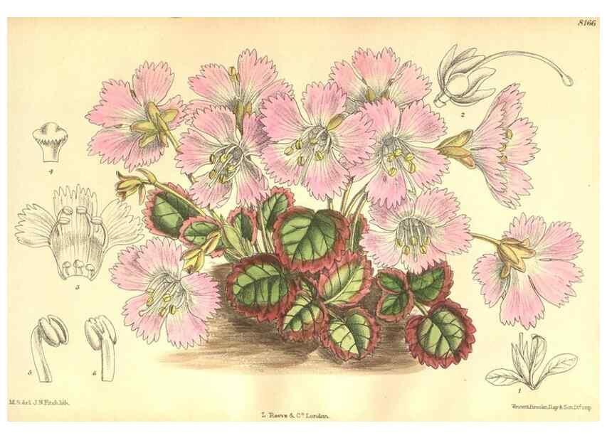 Reproducción/Reproduction 9600980672: Curtis's botanical magazine.. London ;New York [etc.] :Academic Press [etc.]